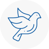 Bird Prevention Tiverton