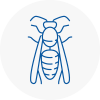 Tiverton Wasp Nest Removal